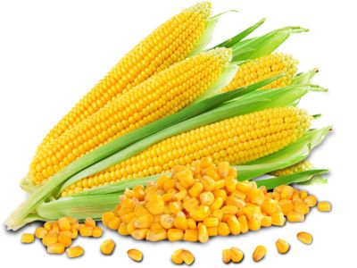 Yellow Corn / Maize